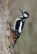 Greater Spotted Woodpecker